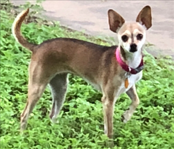 Small light brown Chihuahua dog taken outside on the grass